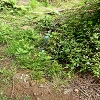 Plants: image 66 Of 208 Thumb